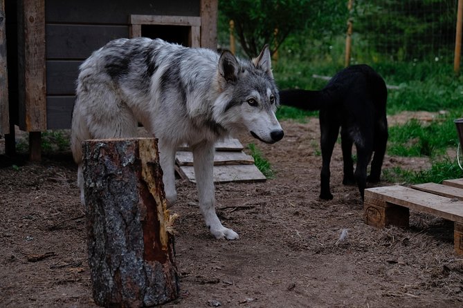 Meet Taivas & the Arctic Wolves - Private Tour - Meeting goats and chickens on a Lapland farm