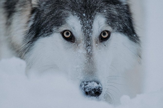 Meet Taivas & the Arctic Wolves - Private Tour - Getting there from Rovaniemi