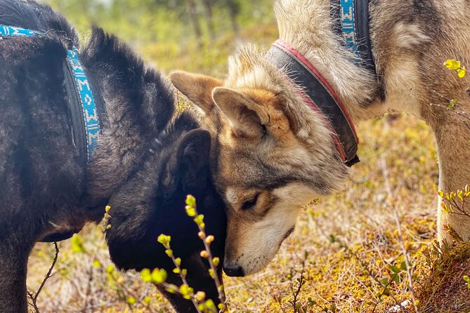 Meet Taivas & the Arctic Wolves - Private Tour - Is $311.87 per person fair value?