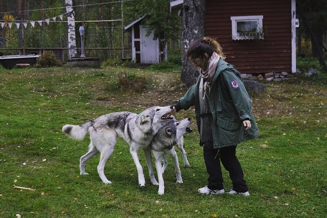 Meet Taivas & the Arctic Wolves - Private Tour - Timing matters more than usual