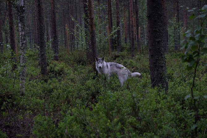 Meet Taivas & the Arctic Wolves - Private Tour - Walking between the forest enclosures