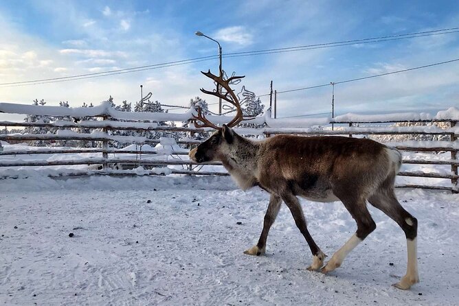Northern Lights Holiday in Finland - Day three: ice fishing, open-fire lunch, and cold-water recovery