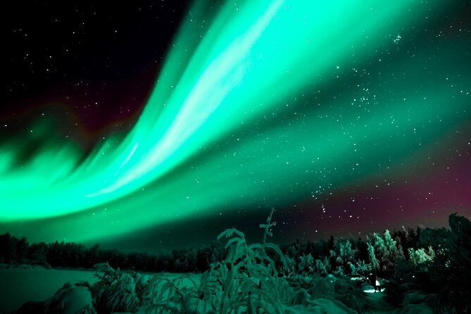 The aurora over spruce forest outside Rovaniemi
