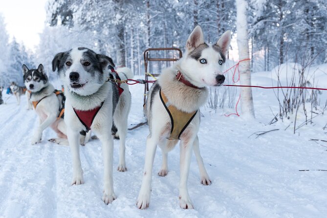 Nulkki Husky Adventure - Why the sled ride is the heart of the experience