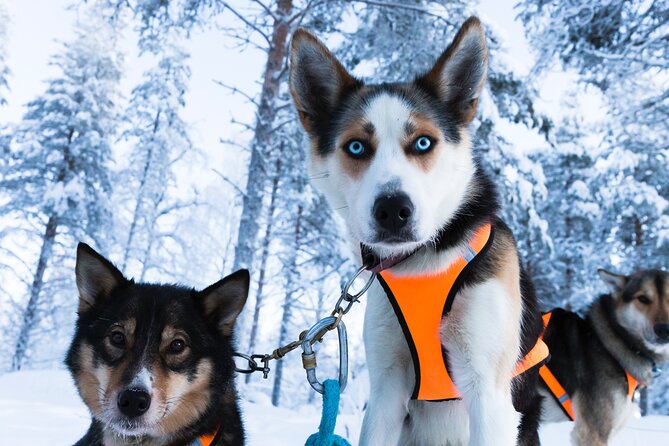 Nulkki Husky Adventure - A private lakeside plot and snowy Arctic views