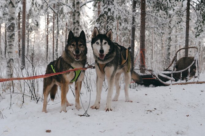 Nulkki Husky Adventure - Learning to drive a team of huskies