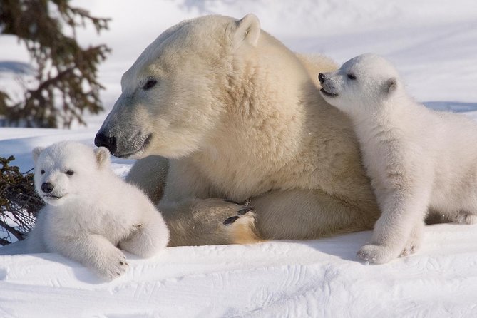 Ounasvaara and Ranua Zoo - Buffet lunch keeps the schedule simple