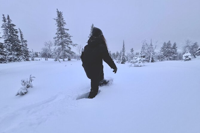 Private: Snowshoeing Safari in spectacular National Park - Key points at a glance