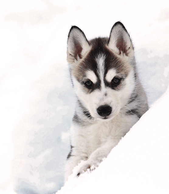 Pyhätunturi: Husky Safari including Farm Visit - A short ride with real hands-on mushing