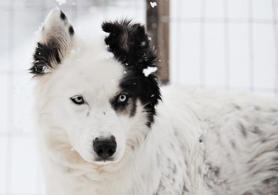 Pyhätunturi: Husky Safari including Farm Visit - What driving a husky sled is really like
