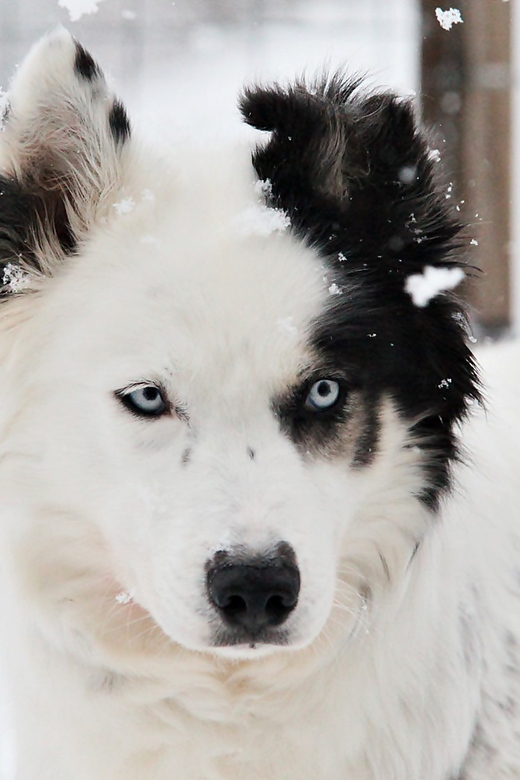 Pyhätunturi: Husky Safari including Farm Visit - Who should book this Pyhä safari?