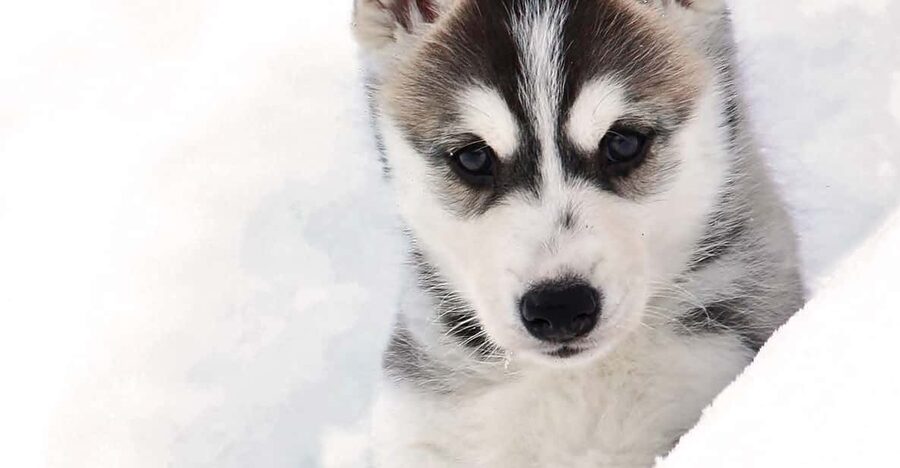 Pyhätunturi: Husky Safari including Farm Visit - My booking advice