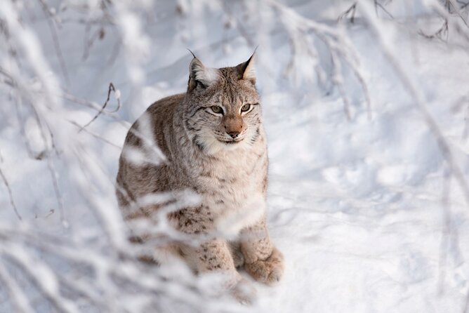 Ranua Wildlife Park Day: Visit the Arctic Animals - Leaving Rovaniemi for Ranua