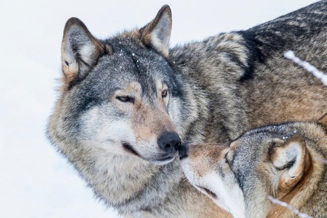Ranua Wildlife Park Day: Visit the Arctic Animals - The Animals You Might See