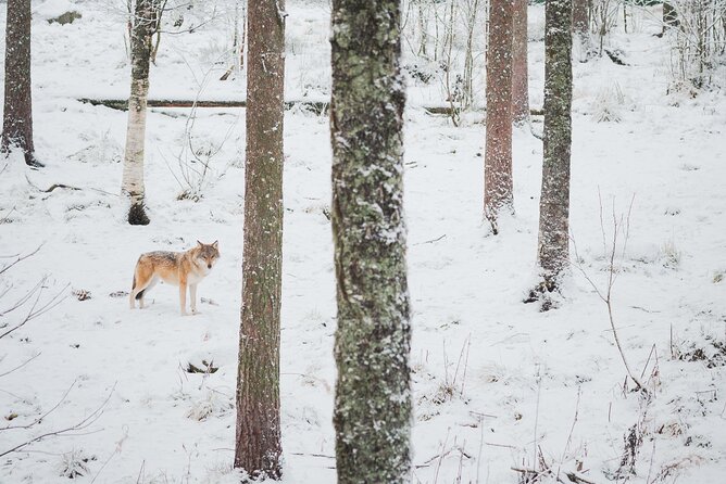 Ranua Wildlife Park Day: Visit the Arctic Animals - What the Guide Adds