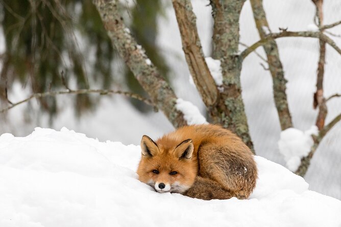 Ranua Wildlife Park Day: Visit the Arctic Animals - Is the $154 Price Good Value?