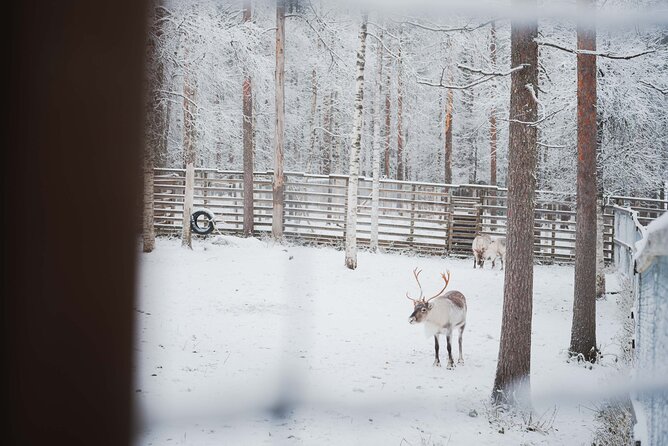 Ranua Wildlife Park Day : Visit the Arctic Animals! - Practical details before you book