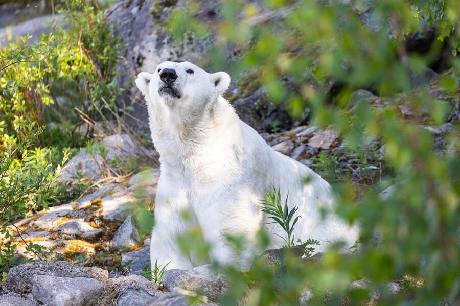 Ranua: Wildlife Park Entrance Ticket - A forest walk built for Arctic animals
