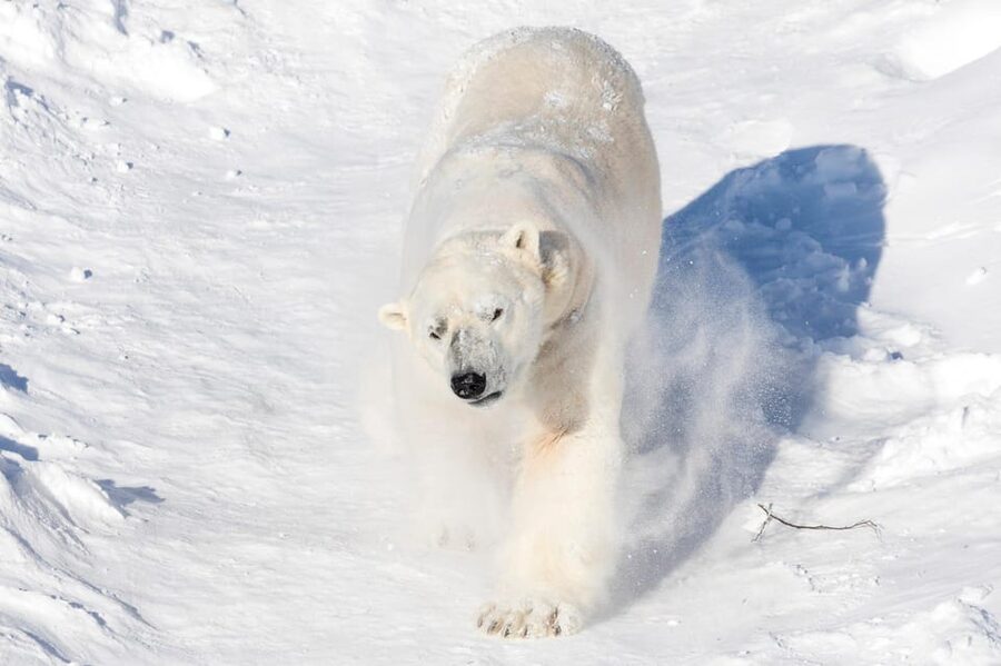 Ranua: Wildlife Park Entrance Ticket - Why the polar bear is not the whole story