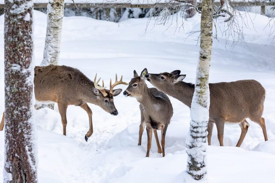 Ranua: Wildlife Park Entrance Ticket - Spacious enclosures and an honest limitation