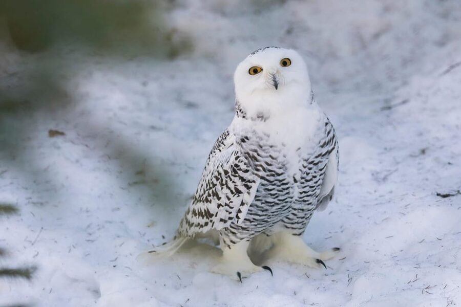 Ranua: Wildlife Park Entrance Ticket - Winter conditions change the experience