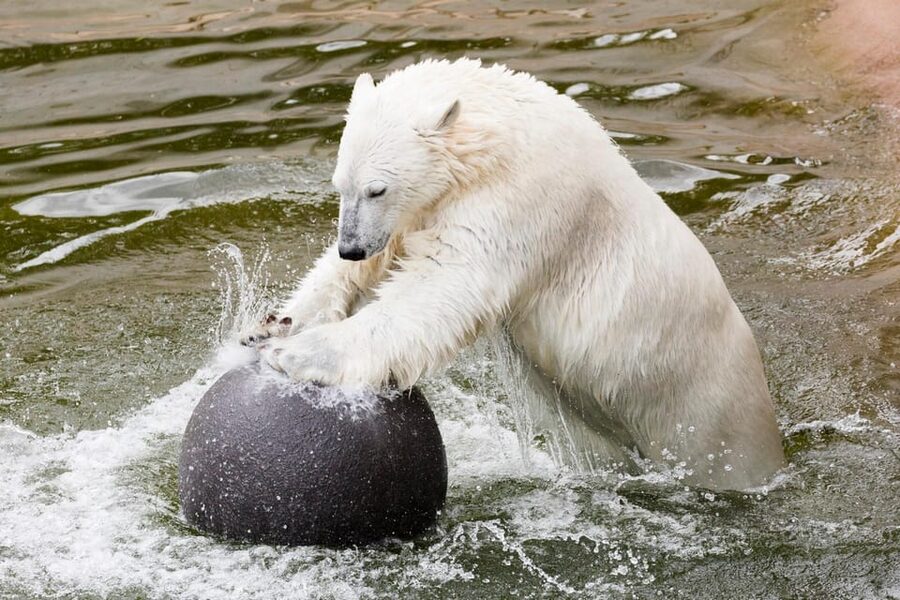 Ranua: Wildlife Park Entrance Ticket - Who should visit Ranua Wildlife Park