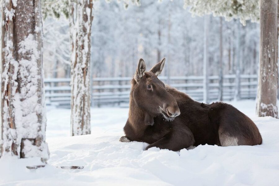 Ranua: Wildlife Park Experience with Buffet Lunch - Why Ranua is worth the trip from Lapland