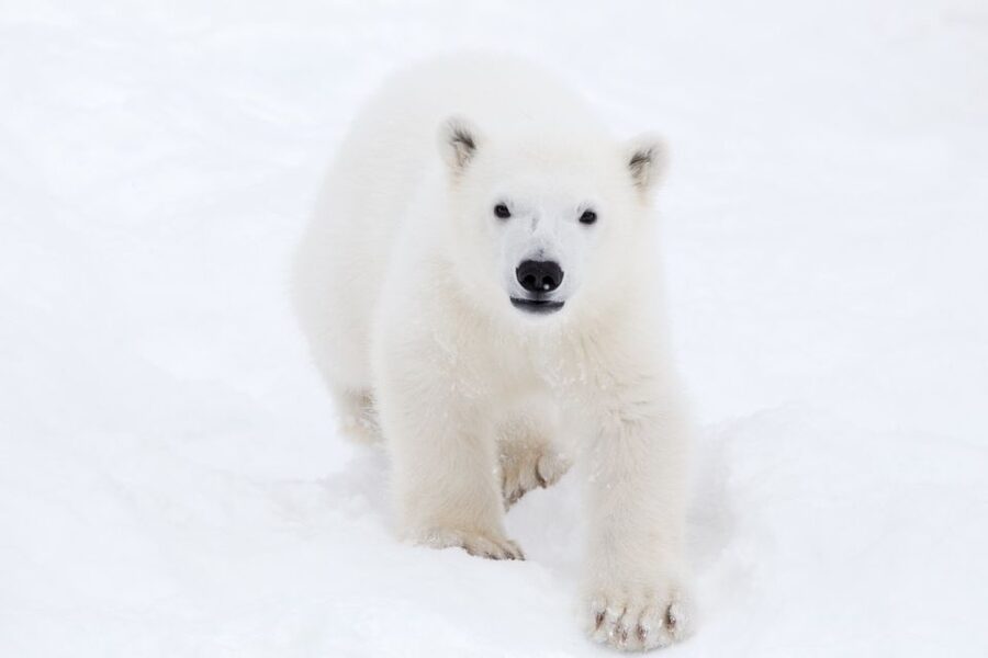 Ranua: Wildlife Park Experience with Buffet Lunch - Walking through a true winter setting