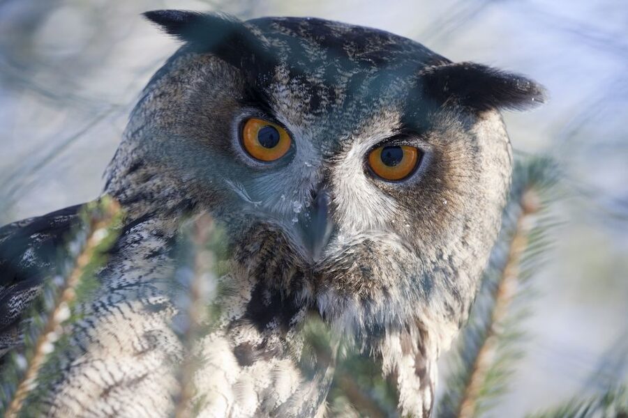 Ranua Wildlife Park Guided Tour from Rovaniemi - Why Ranua makes sense from Rovaniemi