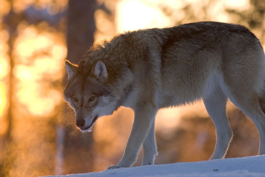 Ranua Wildlife Park Guided Tour from Rovaniemi - Walking through Ranua’s Arctic forest