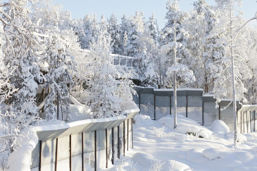 Ranua Wildlife Park Guided Tour from Rovaniemi - Polar bears and other northern species