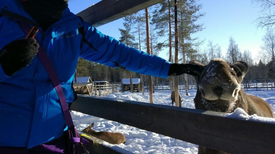 Ranua Wildlife Park Guided Tour from Rovaniemi - A family-friendly outing with a few limits