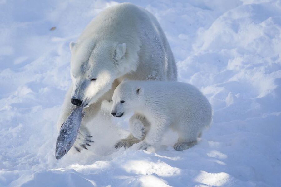 Ranua Wildlife Park Guided Tour from Rovaniemi - Coffee and sweets after the animal visit