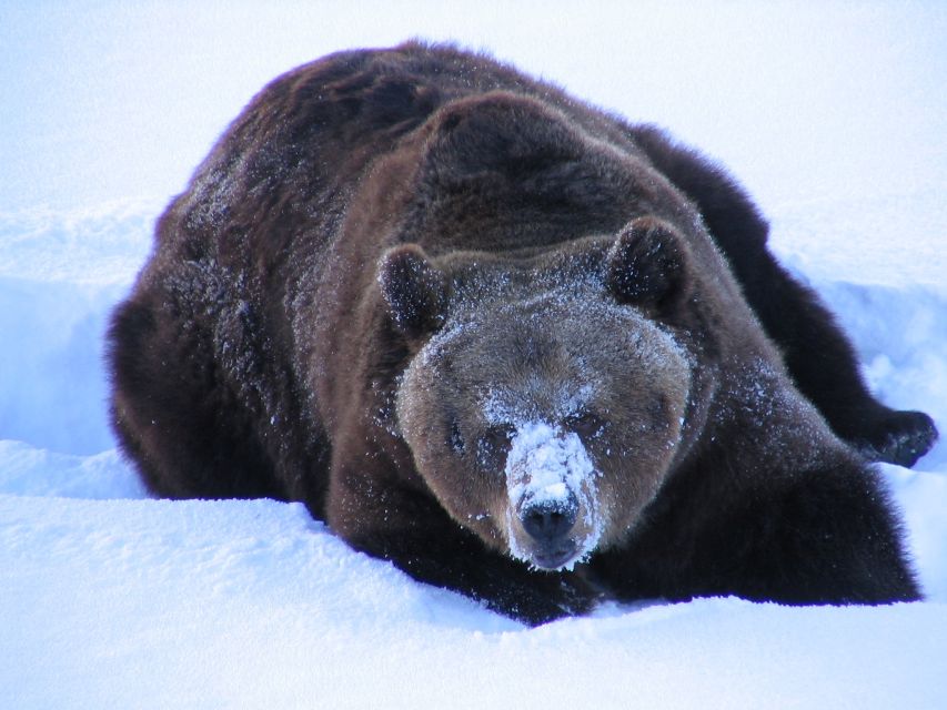 Ranua Wildlife Park Guided Tour from Rovaniemi - Is $165 a fair price?