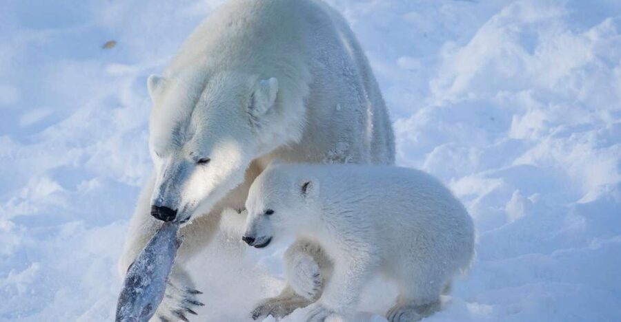 Ranua Wildlife Park Guided Tour from Rovaniemi - What to pack for the five-hour trip