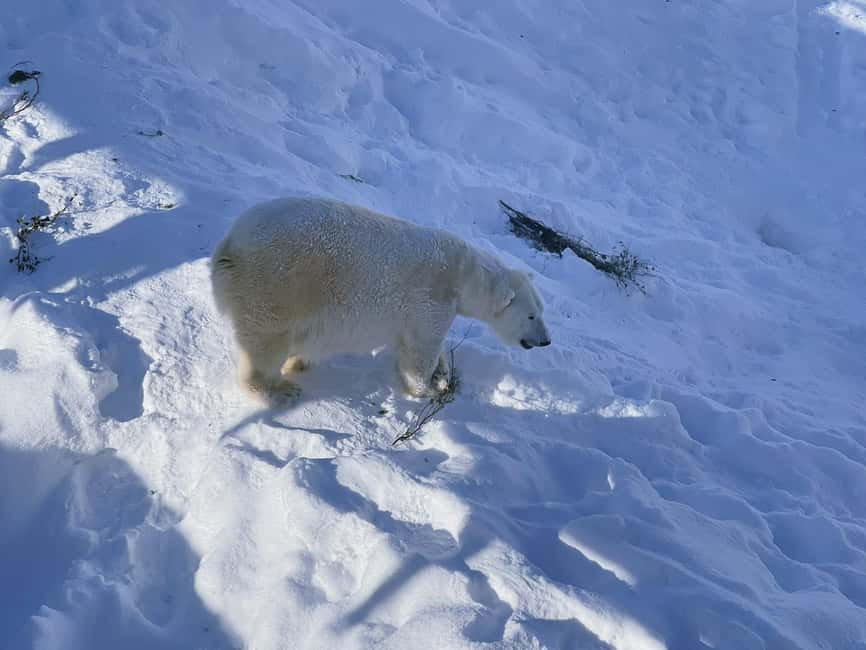 Ranua Wildlife zoo tour with lunch buffet included - Cold-weather planning and the minus 25 degree lesson