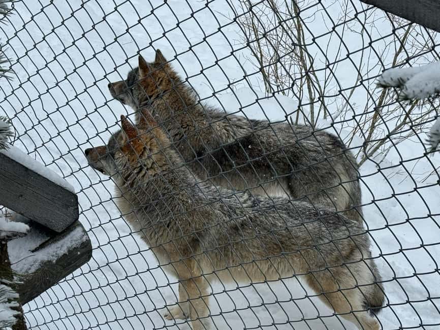 Ranua Wildlife zoo tour with lunch buffet included - Is $153 a fair price?
