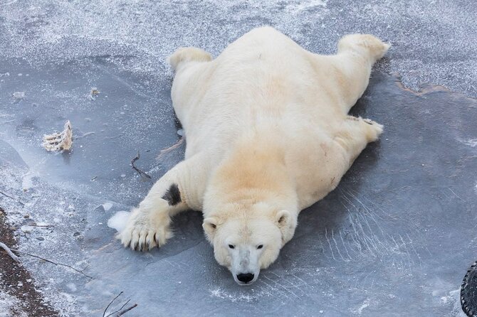 Ranua Zoo Family Tour from Rovaniemi - Why Ranua makes sense as a Rovaniemi day trip