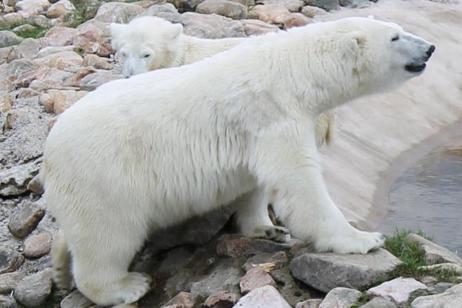 Ranua Zoo Family Tour from Rovaniemi - What you get at Ranua Wildlife Park