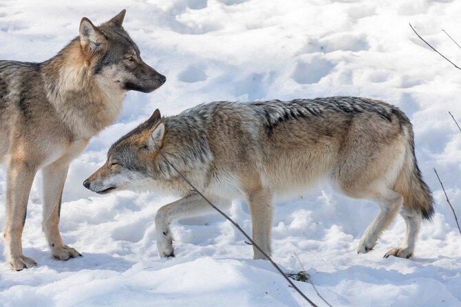 Ranua Zoo Family Tour from Rovaniemi - How much time do you really have inside the park?