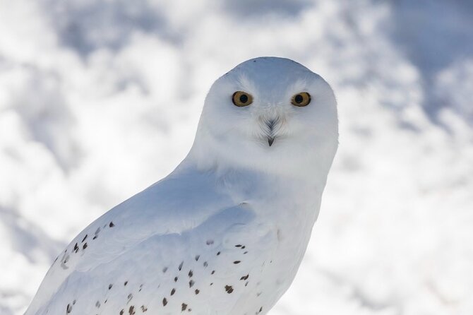 Ranua Zoo Family Tour from Rovaniemi - Weather, seasons, and animal sightings