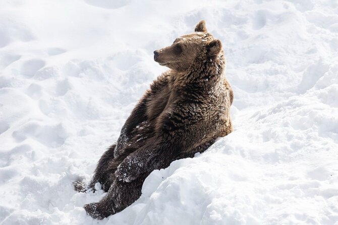 Ranua Zoo Family Tour from Rovaniemi - The 9:30 a.m. pickup from Rovaniemi