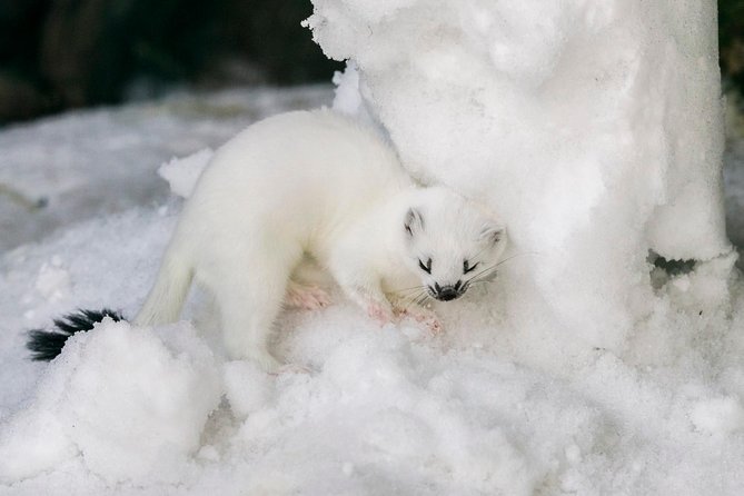 Ranua Zoo tour, optional lunch - From Rovaniemi to the Arctic animal world