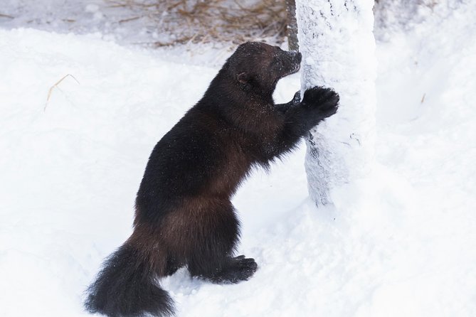 Ranua Zoo tour, optional lunch - What winter changes at Ranua Zoo