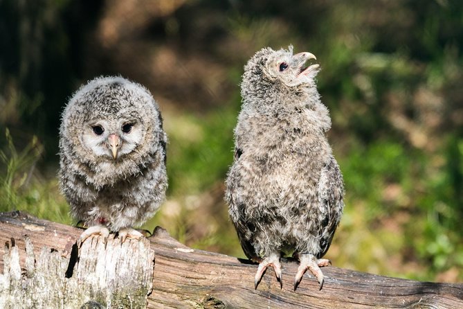 Ranua Zoo tour, optional lunch - How much value do you get for $173.75?
