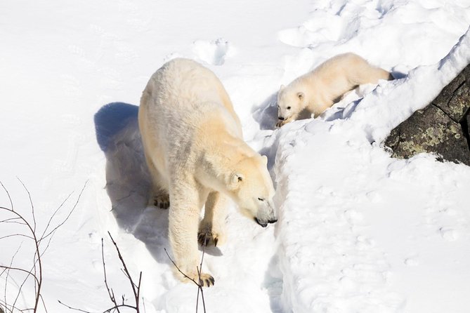 Ranua Zoo tour, optional lunch - Who should book this outing?