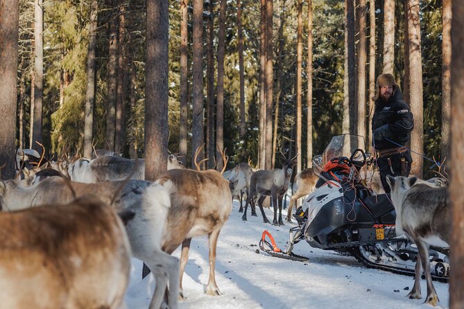 Reindeer Experience with Sledge Ride - Reindeer Manor, a short ride from Rovaniemi