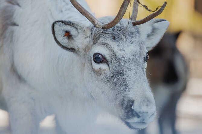 Reindeer Experience with Sledge Ride - What the 500m sleigh ride is really like