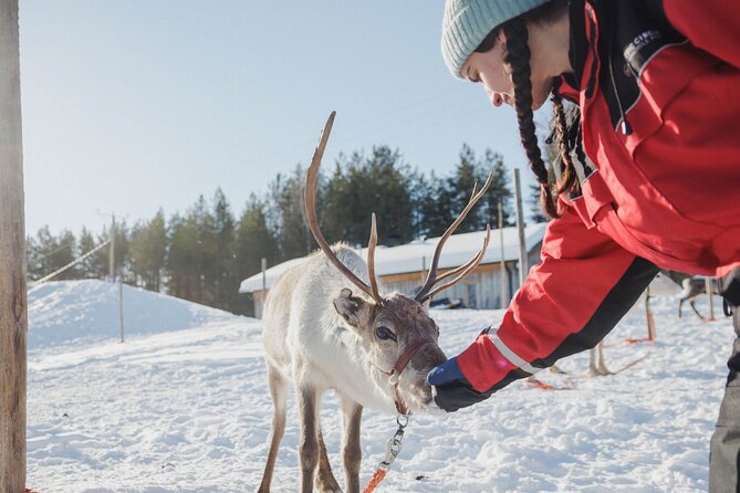 Reindeer Experience with Sledge Ride - Who will enjoy this outing most?