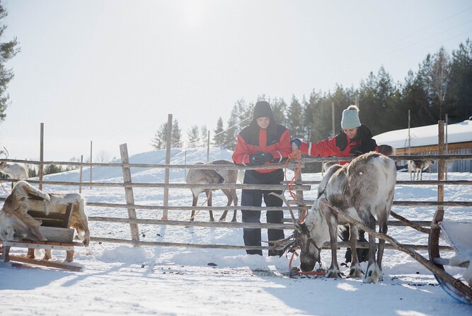 Reindeer Experience with Sledge Ride - Getting close to the reindeer